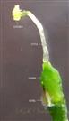  Pistil and one sepal at base